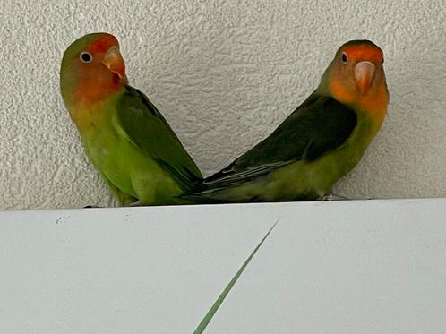 Lieve Agapornis Dwergpapegaai Fischerie Roseicolle Personata, Dieren en Toebehoren, Vogels | Parkieten en Papegaaien, Dwergpapegaai of Agapornis