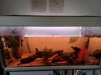 Aquarium te koop niet lek, Dieren en Toebehoren, Vis