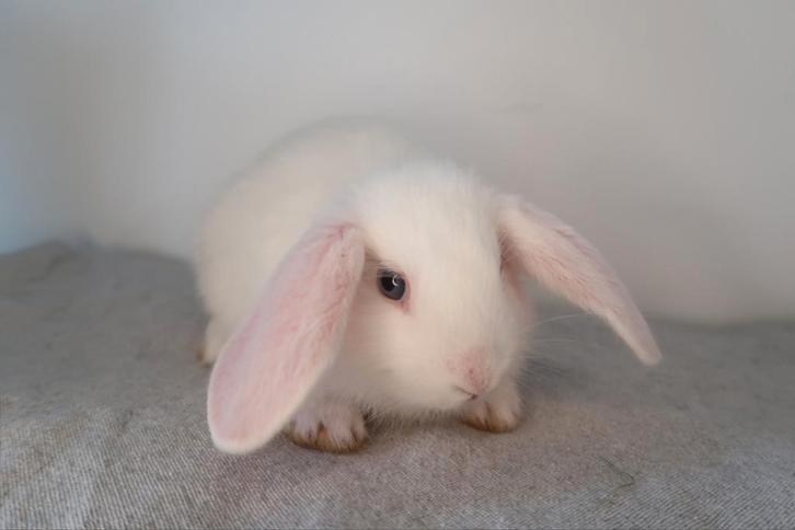 Voedsters 9 weken Lionhead / Leeuwenkop x NL hangoor, Dieren en Toebehoren, Konijnen, Middelgroot, Meerdere dieren, 0 tot 2 jaar