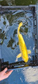 Japanse Yamabuki Ogon., Dieren en Toebehoren, Karper of Koi