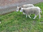 Ooilam,ooi, schaap, Vrouwelijk, Schaap