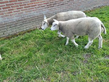 Ooilam,ooi, schaap  beschikbaar voor biedingen