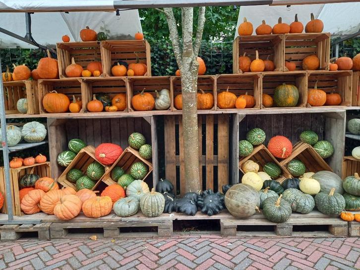 Pompoenen sierpompoenen kalebassen bij Pompoenerie Wezep, Tuin en Terras, Tuinwanddecoratie, Nieuw, Ophalen