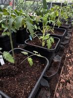 Tomaten plantjes 20+ soorten, Zomer, Ophalen, Groenteplanten, Eenjarig