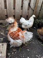 Super lieve zijdehoender haan, Dieren en Toebehoren, Meerdere dieren, Kip