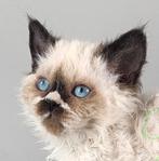 Selkirk rex katertje kindvriend. langhaar STAMBOOM gechipt, Dieren en Toebehoren, Katten en Kittens | Raskatten | Korthaar, Kater