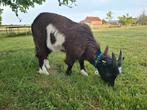 Landgeit bokje, Dieren en Toebehoren, Schapen, Geiten en Varkens, Mannelijk, Geit