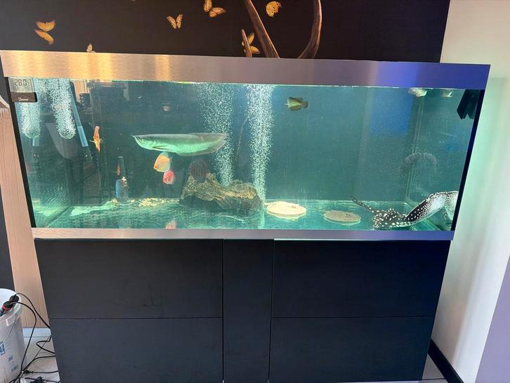 Oase highline 600 + 2x oase biomaster gen 2, Dieren en Toebehoren, Vissen | Aquaria en Toebehoren, Zo goed als nieuw, Gevuld zoetwateraquarium