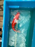 3 grote koi - samen 150, Karper of Koi