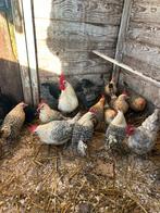 8 Friese hoen Krielkipjes + haantje, Dieren en Toebehoren, Pluimvee, Vrouwelijk, Kip