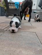 Amerikaanse Stafford, Dieren en Toebehoren, Honden | Jack Russells en Terriërs, Reu, 8 tot 15 weken, American Staffordshire Terriër