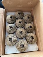 Coilnagels 2.1x38mm - Nieuw in doos, Ophalen of Verzenden, Nieuw, Minder dan 50 mm, Spijkers