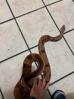 Koppel boa’s, Slang, 0 tot 2 jaar