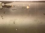 Jonge guppy’s, Dieren en Toebehoren, Vissen | Aquariumvissen, Vis