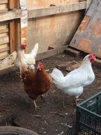 Kippen, Dieren en Toebehoren, Vogels | Overige Vogels, Vrouwelijk