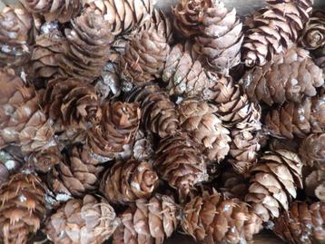 1 x 100 mooie natuurlijke DOUGLASI DENNENAPPELS 4 á 5 cm (x) beschikbaar voor biedingen