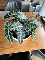 Alocasia amazonica, Ophalen, Halfschaduw, Minder dan 100 cm