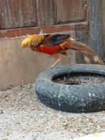 Goudfazand man, Dieren en Toebehoren, Ophalen of Verzenden, Zo goed als nieuw