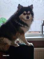 Pomsky 2jaar reudje maat, normaal kleur donker bruin wit, Dieren en Toebehoren, Nederland, Rabiës (hondsdolheid), Reu, 1 tot 2 jaar