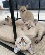 Siamees x maine coon, Dieren en Toebehoren, Meerdere dieren, Ontwormd, 0 tot 2 jaar