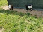Te koop.  Hoornloze dwergbokken, Dieren en Toebehoren, Schapen, Geiten en Varkens, Meerdere dieren, Geit