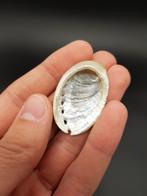 Abalone zeeoor schelp (nr. 1), Verzamelen, Mineralen en Fossielen, Schelp(en), Ophalen of Verzenden