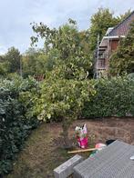 Perenboom, Tuin en Terras, Planten | Bomen, Verzenden, Volle zon, Overige soorten