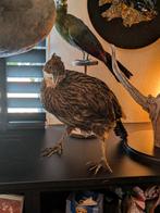 Fazant taxidemie, Ophalen of Verzenden, Zo goed als nieuw, Beeldje of Figuurtje