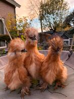 Prachtige USA zijdehoen hanen, Dieren en Toebehoren, Pluimvee, Mannelijk, Kip