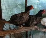 twee kippen, Dieren en Toebehoren, Pluimvee, Vrouwelijk, Kip