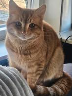 2 super lieve halfragdoll broertjes van 1,5 jaar oud, Kater