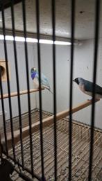 Blauwe gouldamadines, Dieren en Toebehoren, Vogels | Overige Vogels, Meerdere dieren