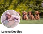 Labradoodle Cockapoo, Dieren en Toebehoren, Honden | Niet-rashonden, CDV (hondenziekte), 8 tot 15 weken, Teef, Eén hond