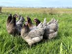 Jonge tamme Bleu de landes kippen hennen gesekst en ingeënt, Dieren en Toebehoren, Pluimvee, Vrouwelijk, Kip