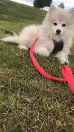 Pomsky hondjes, 15 weken tot 1 jaar, Overige rassen, Meerdere, Meerdere dieren