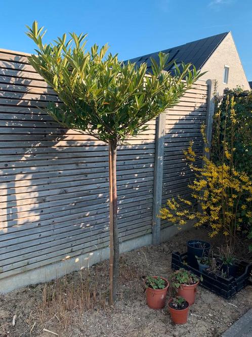 boompjes bijna gratis laurier, Tuin en Terras, Planten | Bomen, Overige soorten, Halfschaduw, Ophalen