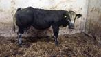 stamboek witrik Dikbil Dekstier + VBRB Dikbil stier, Dieren en Toebehoren, Runderen, Vrouwelijk, 0 tot 2 jaar