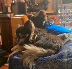 Dekreu te huur, bruin met witte langharige chihuahua, Reu, Eén hond, Chihuahua, 3 tot 5 jaar