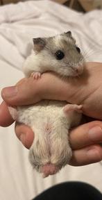 Hamsters mannentje, Hamster, Mannelijk, Januari, Tam