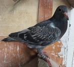 NESTKOPPEL, Dieren en Toebehoren, Vogels | Duiven, Geslacht onbekend, Postduif
