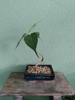 Bonsai Ficus Religiosa Bodhiboom, Ophalen, Bloeit niet, Halfschaduw, Overige soorten