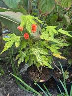 Abutilon pictum ‘Thompsonii‘, Tuin en Terras, Planten | Tuinplanten, Ophalen, Zomer, Overige soorten, Volle zon