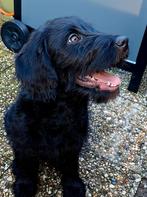 Lieve hond., Dieren en Toebehoren, Honden | Retrievers, Spaniëls en Waterhonden, 15 weken tot 1 jaar, Reu, Labrador retriever