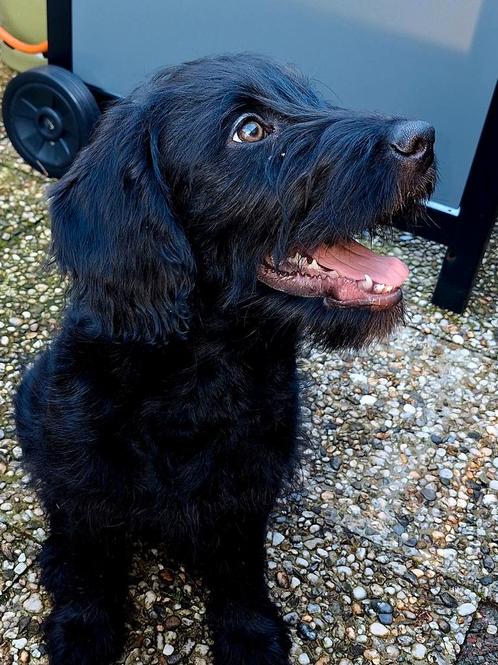 Lieve hond., Dieren en Toebehoren, Honden | Retrievers, Spaniëls en Waterhonden, Reu, Labrador retriever, Particulier, Eén hond