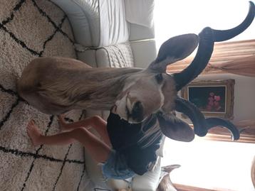 Opgezette kudu , extra groot , 1,80m,  zeer mooi beschikbaar voor biedingen