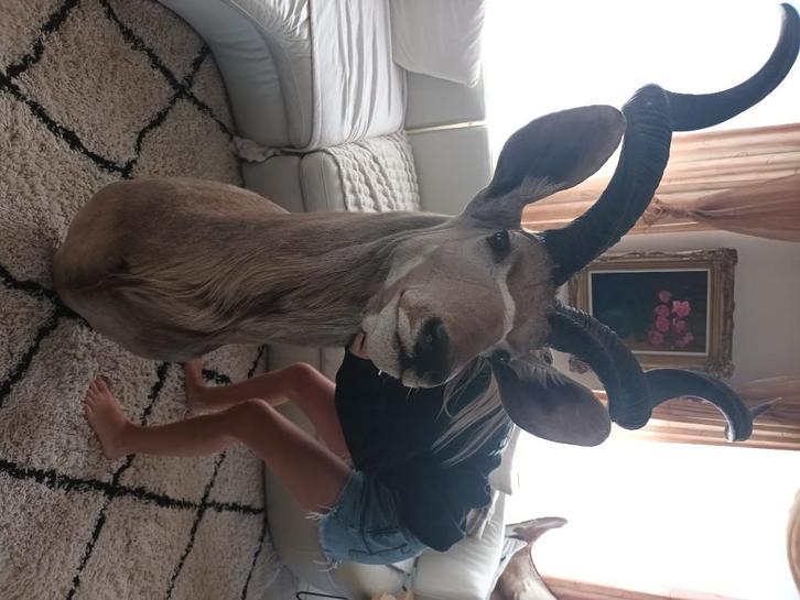 Opgezette kudu , extra groot , 1,80m,  zeer mooi, Verzamelen, Dierenverzamelingen, Zo goed als nieuw, Opgezet dier, Wild dier