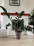 4 Zamioculcas planten inclusief pot, Ophalen, Halfschaduw, Minder dan 100 cm