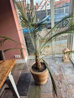 Mooie Phoenix Palm in pot, Ophalen, 100 tot 150 cm, Palm, In pot