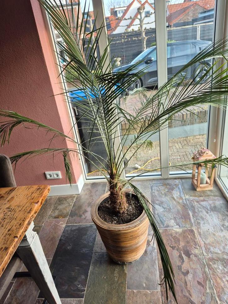 Mooie Phoenix Palm in pot, Huis en Inrichting, Kamerplanten, Palm, 100 tot 150 cm, Groene kamerplant, Volle zon, In pot, Ophalen