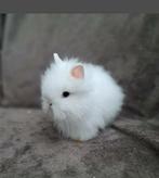 Prachtig Dwergkonijn teddykonijn jong konijn  iets moois, Dieren en Toebehoren, Geslacht onbekend, Dwerg, 0 tot 2 jaar